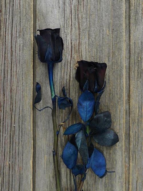  BLACK TINTED ROSES